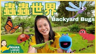 Everything about BUGS  for Kids in Chinese 小朋友認識昆蟲&甲蟲 【螞蟻 獨角仙 糞金龜 螢火蟲 蝴蝶 瓢蟲 蜻蜓 螳螂 】| 27分鐘動物科普 學中文