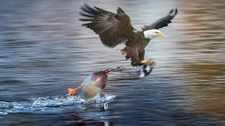 15 Tragic Moments! Eagle Hunt a Duck Like a Lightning Bolt