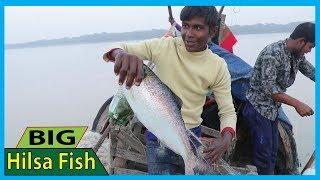 Hilsa Fish Catching at Sunset | Live Ilish Fish Hunting in Fishing Boat | Fish Corn