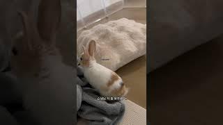 난 상남자 하월이  #bunny #rabbit #아기토끼 #cutebunny #cute #pets #cuteanimals #토끼