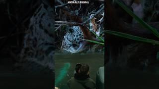 Recording leopards preying on alligators #scary