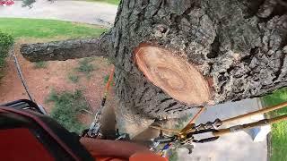 MONSTER pine with a HUGE drop zone