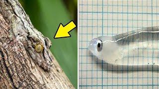 10 Invisible Animals You Never Knew Existed