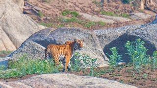 Tiger and Leopard Encounters: Pench Safari