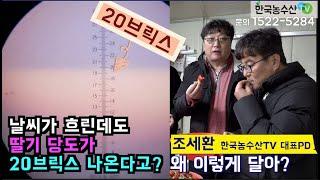 [한국농수산TV] 딸기 당도의 비밀, 남들보다 2배 높게 만드는 방법!