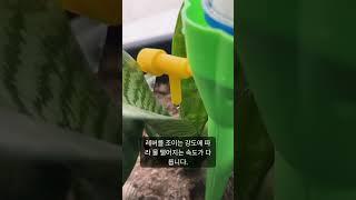 식물 반자동 급수기