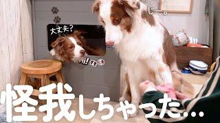 怪我をしてしまいしょんぼりな弟犬と心配で仕方ないお姉ちゃん犬・・・【ボーダーコリー・オーストラリアンシェパード】