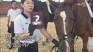 시청자 요청  말에게도 【　　　　　】가 있다 | KBS 애니멀 스펀지 070818 방송