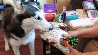 2 Huskies Opening Presents On Christmas Morning (A Very Sixty Christmas)