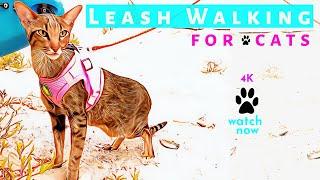 Daisy's Diary: #31 How to Walk Your Cat on a Leash, Harness & Leash Train/Walk Cat, Compilation, 4K