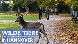 Tiergarten in Hannover - Viel Grün mitten in der City | DOKUMENTATION