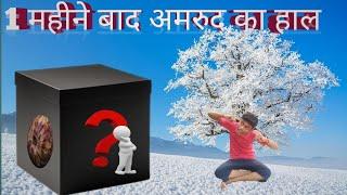 दिमाग ख़राब हो गया 1 Months Later Guava 1 महीने के बाद अमरुद का हाल ??????????..........