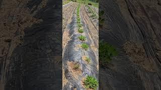 꽃과 결실을 맺기 시작한 뿌듯한 텃밭#garden #설오스님 텃밭