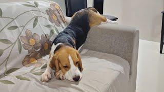 Cute Beagle Wants To Be Left Alone 