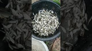 Small Fish #fish #fishviralvideo