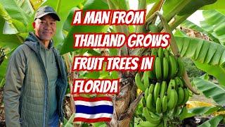 A Man From Thailand Grows Fruit Trees In Florida