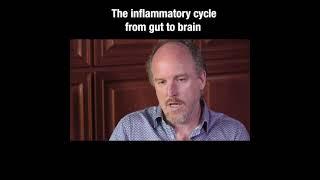 Dr. Chris  Shade, the inflammatory cycle, from gut to brain