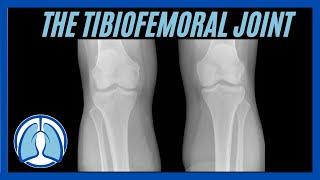 Bones, Joints & Ligaments of the Knee Joint