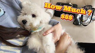 Grooming Costs of a Bichon Frise  (Budget Options & DIY)