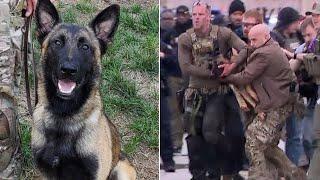 Update on heroic K-9 shot by deputy's killer in Houston