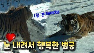 [4K] 출근길 + 하얀 눈의 나라에서 행복한 범궁 (태범 무궁 백두대간 호랑이  korea tiger) #태범, #무궁, #한국호랑이