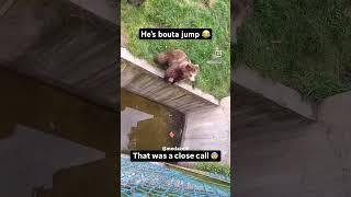 He’s bouta jump He’s bouta jump  #funny #blowup #instamemes #viral #shorts