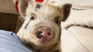 Woman adopts a pig. And now she says they're smarter than dogs.