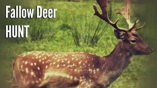 Hunting Fallow Deer in the Foothills of the Appalachian Mountains