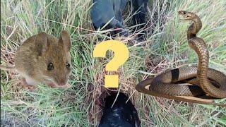 HOW OF MY DOGS FIND OUT AND HUNTED ANIMALS - My Channel Kh