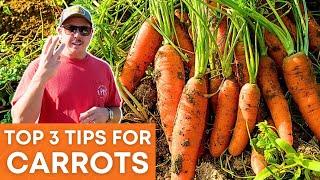 WATCH THIS Before Planting Carrots!