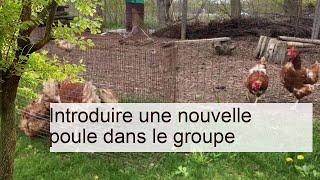 Introduire une nouvelle poule dans le groupe | Prendre soin de vos poules