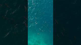 Dolphins at Faadhoo