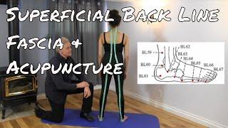 Superficial Back Line - Fascia and Acupuncture