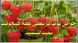 Ravan Darmani/خواص حیرت انگیز توت فرنگی که نمیدانستید