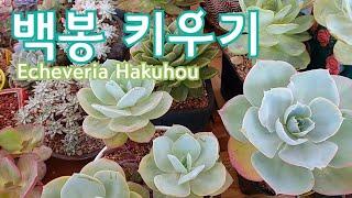 백봉 키우기 How to grow & care Echeveria Hakuhou 多肉植物 Korean succulents