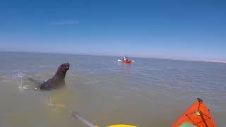 pesca  en kayak. peleando con un lobo marino