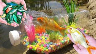 Catch Fancy Ornamental Fish in Tiny Pond, Black Guppy, Platinum Guppy, Pipa Fish, Goldfish, Ratfish