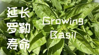 【种菜】种植罗勒Basil｜怎样延长罗勒寿命｜Extend Basil’s Growing Season