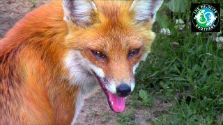 UNBELIEVABLE Encounters with WILD Red Foxes!