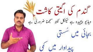 How early sown wheat crop give high grains yield | Abid Ali Agrarian