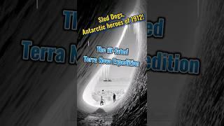 #AntarcticHeroes: The Dogs That Saved an Expedition #AnimalRescue @AaronsAnimals #SurvivalStories