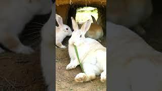  Double the Cuteness! Adorable Rabbits Discovered!