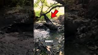 These Scary Animal Sounds Will Make You Look Twice 