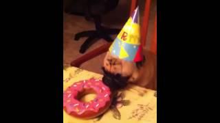 Bentley's Birthday Doughnut