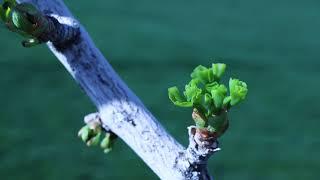 Ginkgo Tree