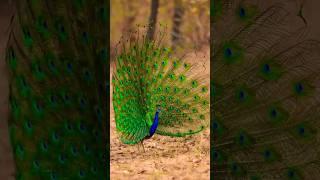 Why Peacocks Are The Most Majestic Creatures On Earth