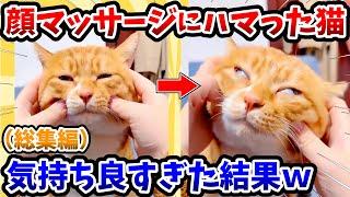 【2ch動物スレ総集編】顔マッサージにハマった猫 → 気持ち良すぎた結果www