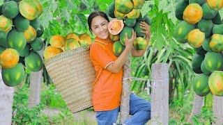 Harvesting Papaya & Go to the market to sell - Harvesting and Selling | Vietnamese Harvesting