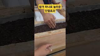 지혜가 느껴지는 단열효과! #산지마켓 #산지직송 #단열 #한옥주택