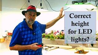 The Secret to Growing Under LED Lights - The Correct Height?